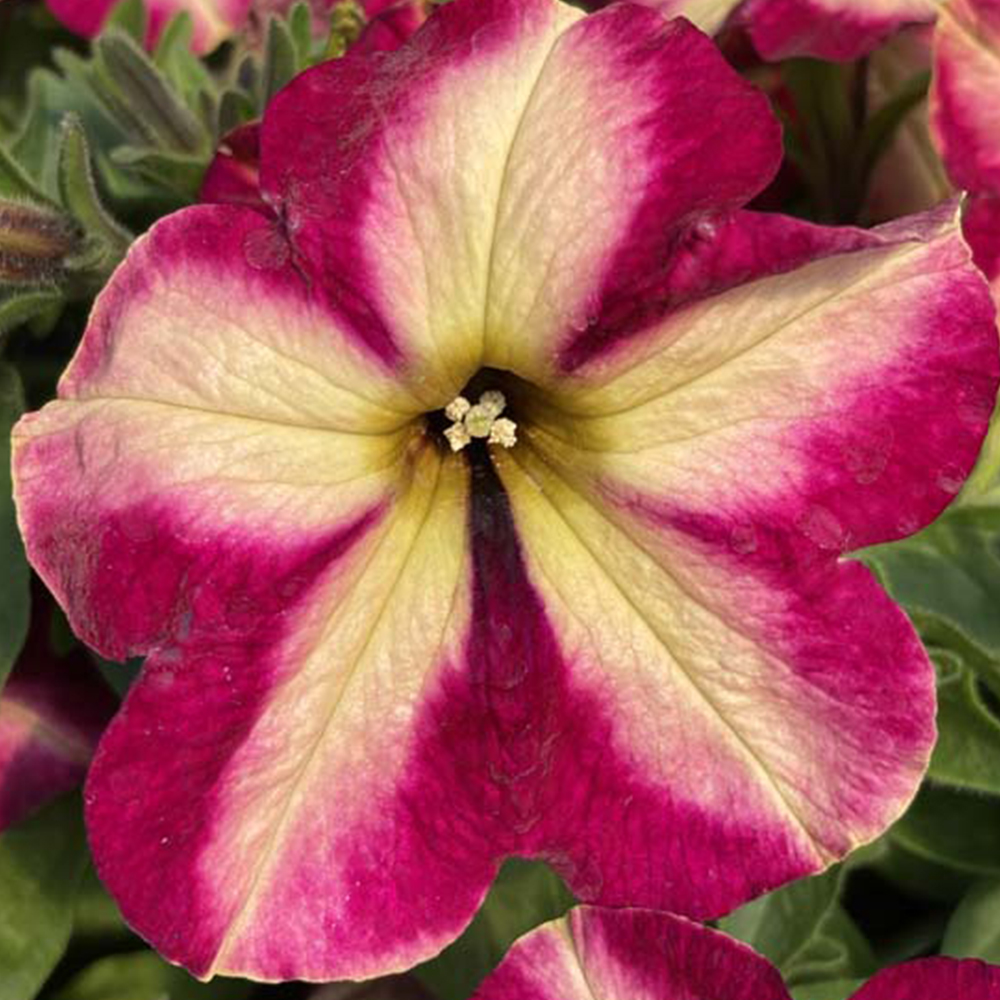 Petunia Retombante Collection Mystical Cha Ching Cherry En Godet