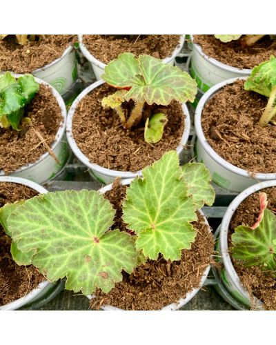 Begonia Tubereux Annuelle Nonstop - Rouge