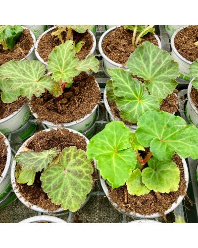 Begonia Tubereux Annuelle Nonstop - Rouge