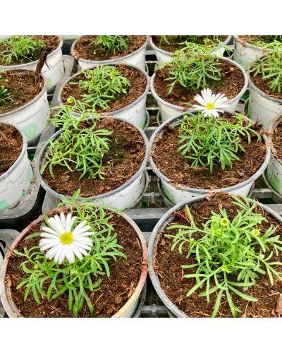 Brachycome Annuelle Brachyscome Surdaisy - Blanc