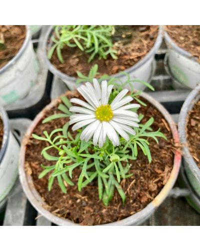 Brachycome Annuelle Brachyscome Surdaisy - Blanc