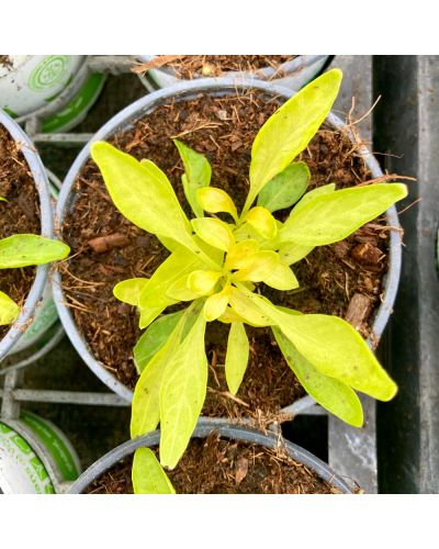 Alternanthera True Jaune En Godet De 10.5Cm