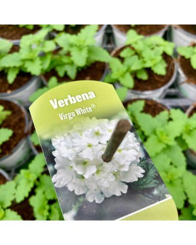 Verveine Retombante Virgo White