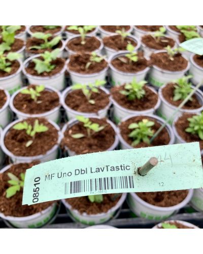 Calibrachoa Annuelle MiniFamous Uno Double Lavtastic - Lavande