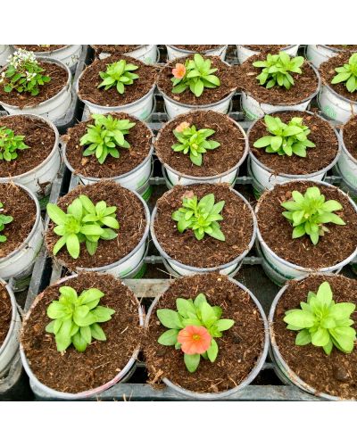 Calibrachoa Annuelle Callie - Orange