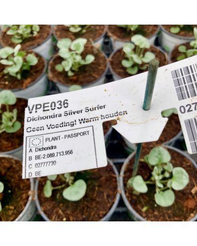 Dichondra Annuelle Silverfalls - Blanc