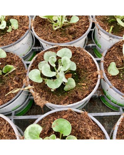 Dichondra Annuelle Silverfalls - Blanc