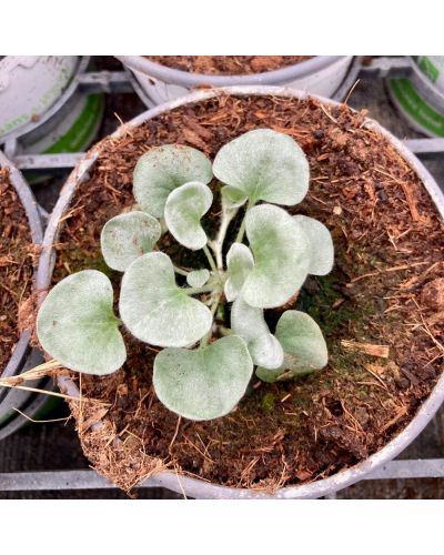 Dichondra Annuelle Silverfalls - Blanc