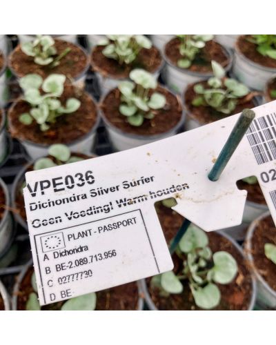 Dichondra Annuelle Silverfalls - Blanc