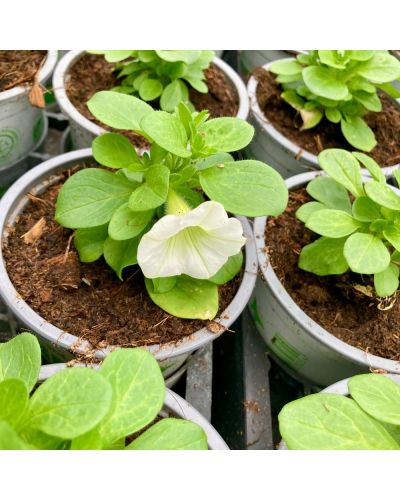 Calibrachoa MiniFamous Uno White