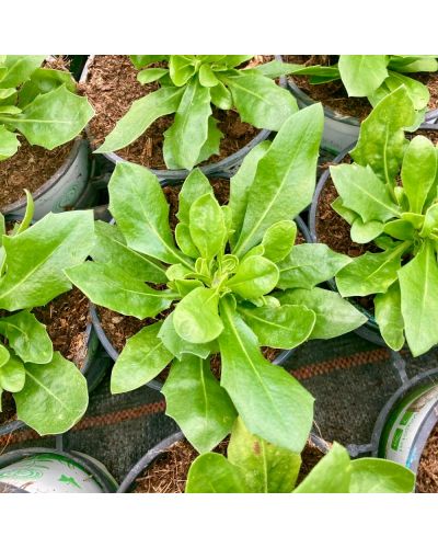 Osteospermum Annuelle 3D Blueberry Shake - Mauve