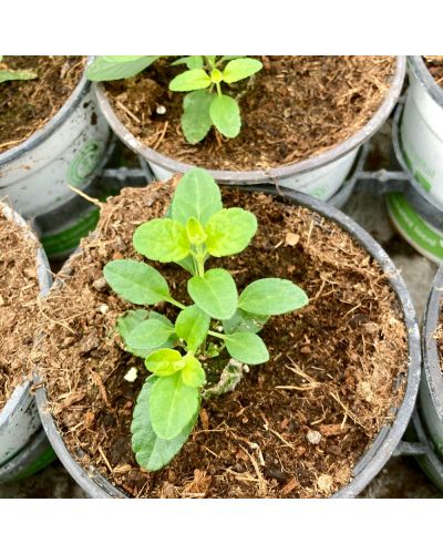 Salvia Greggii Salvito Violet En Godet De 10.5Cm