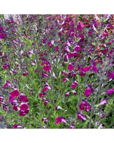 Salvia Vivace Salvia Greggii Amethyst Lips En Godet De 10.5Cm