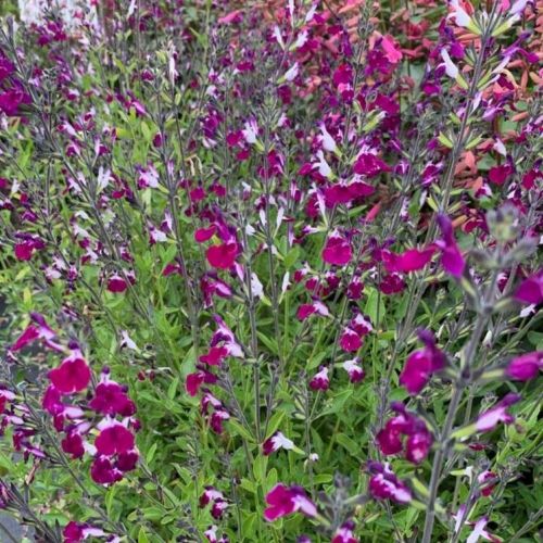 Salvia Vivace Salvia Greggii Amethyst Lips En Godet De 10.5Cm