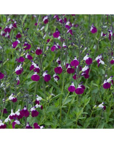 Salvia Vivace Salvia Greggii Amethyst Lips En Godet De 10.5Cm