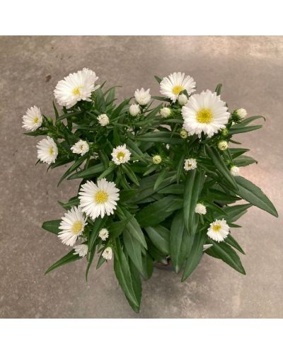 Aster Astral Himalia En Godet De 12Cm