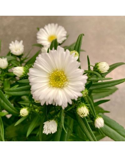 Aster Astral Himalia En Godet De 12Cm