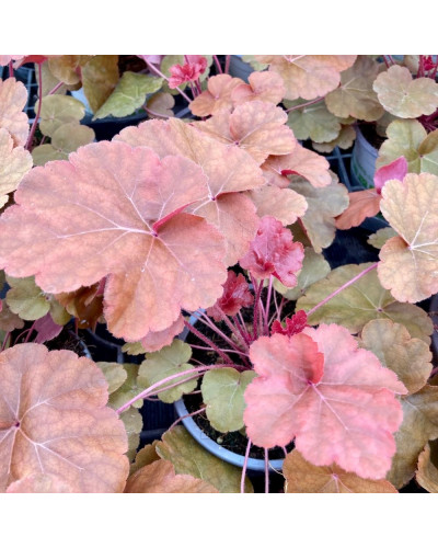 Heuchèra Vivace ‘Timeless Orange’ en Pot de 12 cm