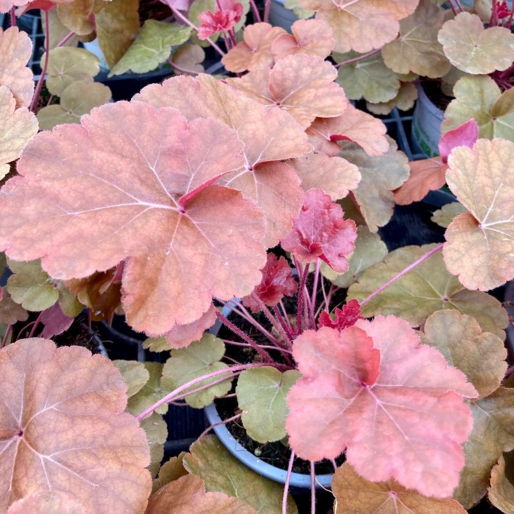 Heuchèra Vivace ‘Timeless Orange’ en Pot de 12 cm