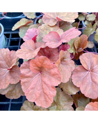 Heuchèra Vivace ‘Timeless Orange’ en Pot de 12 cm