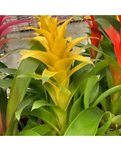 Guzmania Jaune en Pot de 12cm