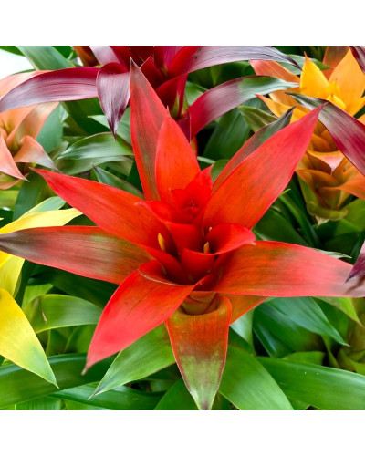 Guzmania Orange Pot de 12cm