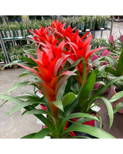 Guzmania Ostara Rouge en pot céramique de 12 cm