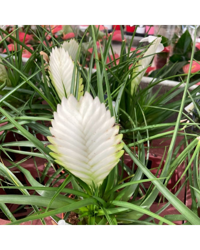 Tillandsia Biancini en pot de 9 cm