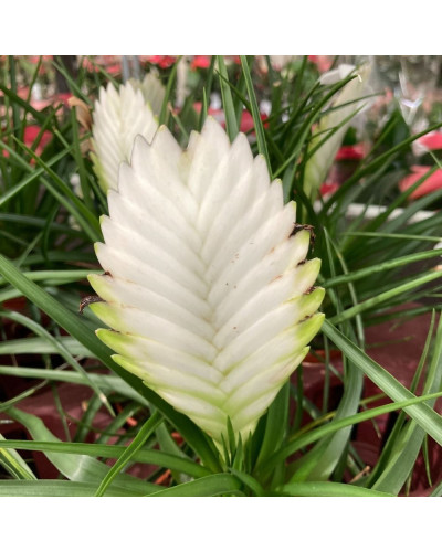 Tillandsia Biancini en pot de 9 cm