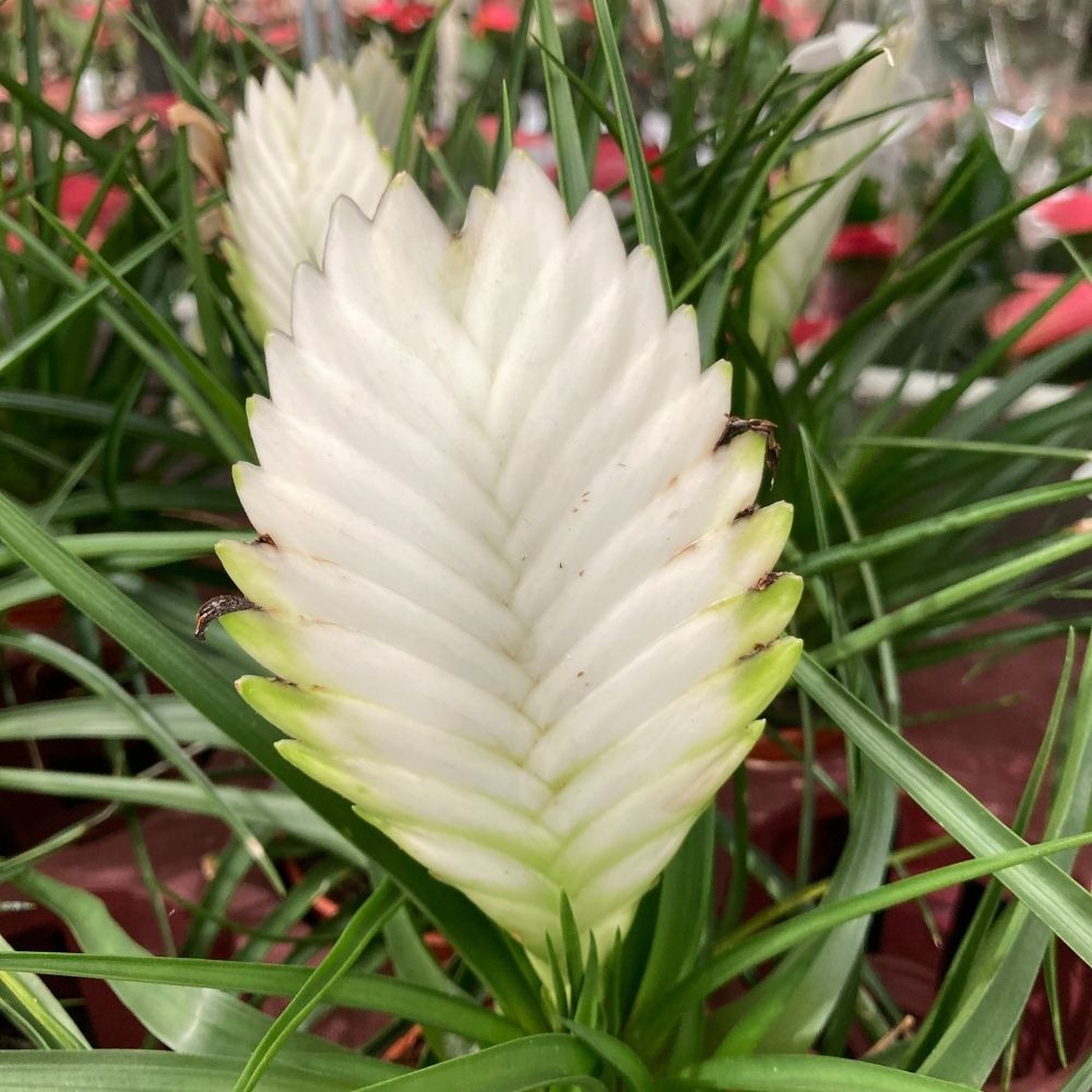 Tillandsia Biancini en pot de 9 cm