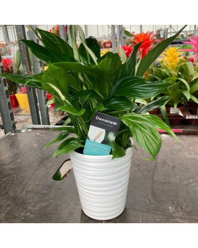 Spathiphyllum avec Pot décoratif Blanc de 13 cm