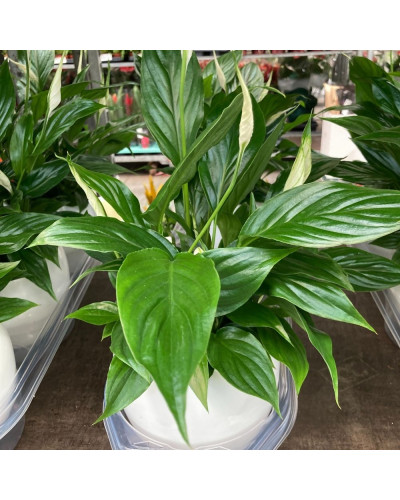 Spathiphyllum en pot Boule déco de 12 cm