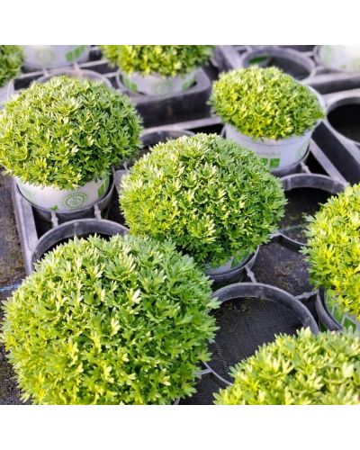 Saxifrage Arendsii Blanc En Godet De 12Cm