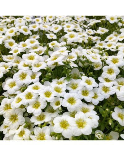 Saxifrage Arendsii Blanc En Godet De 12Cm