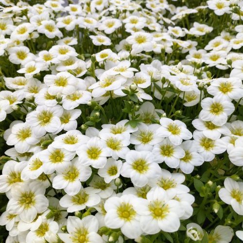 Saxifrage Arendsii Blanc En Godet De 12Cm