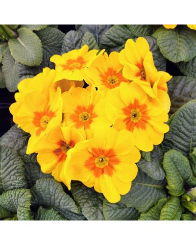 Primula ou Primevere des Jardins Rambo Jaune