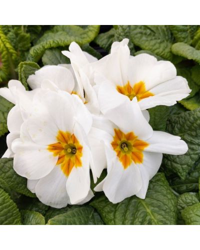 Primula ou Primevere des Jardins Rambo Blanc