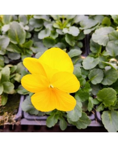 Violas ou Pensee a Petites Fleurs Jaune