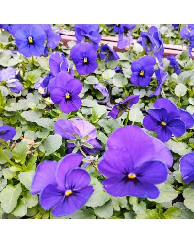 Violas ou Pensee a Petites Fleurs Violette