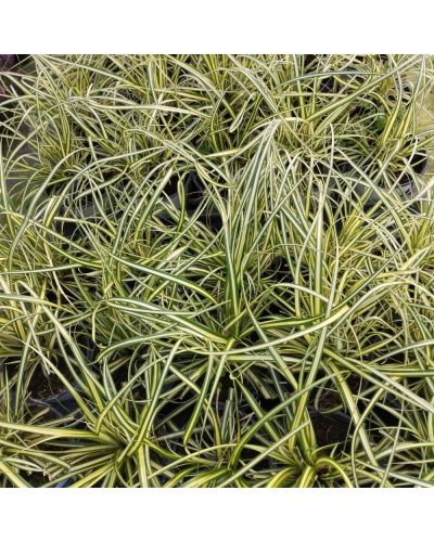 Carex laiche puce evergold