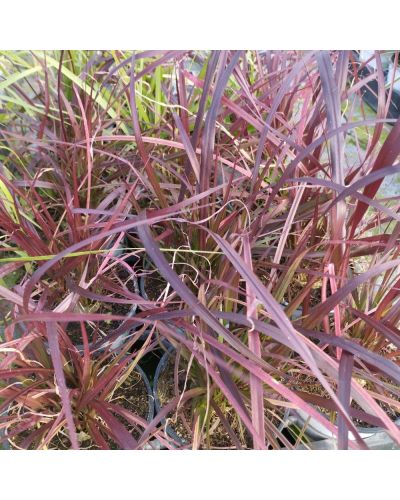 Pennisetum-Herbe-aux-écouvillons Vivace Rubrum - Rose