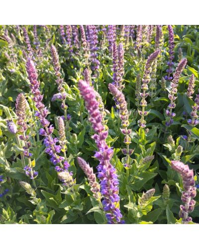 Sauge Superbe Vivace Ostfriesland - Bleu