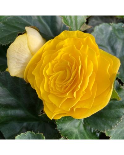 Begonia Tubereux Annuelle Swing - Jaune