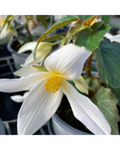 Begonia summerwing blanc