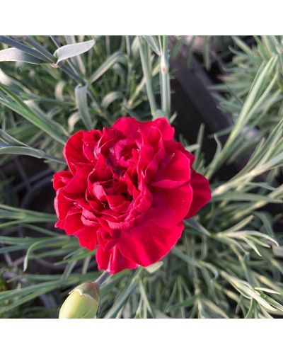 Œillet Dianthus Vivace Sunflor Vulcano - Rouge