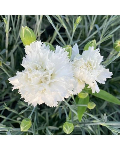 Œillet Dianthus Vivace Witta - Mauve