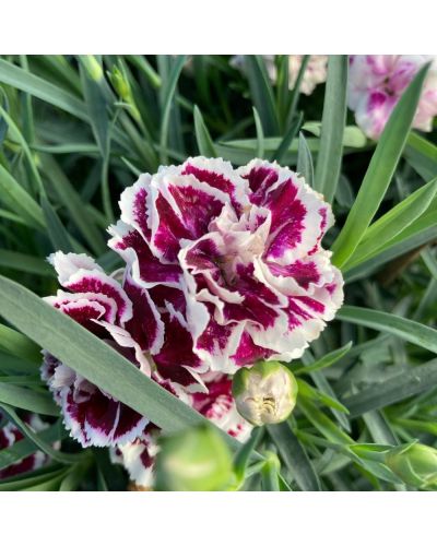 Œillet Dianthus Vivace Olivia Sweet - Panaché