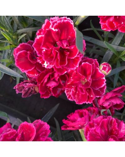 Œillet Dianthus Vivace Wings - Violet