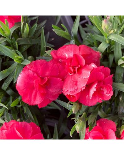 Œillet Dianthus Vivace Sunflor Vivre - Rose