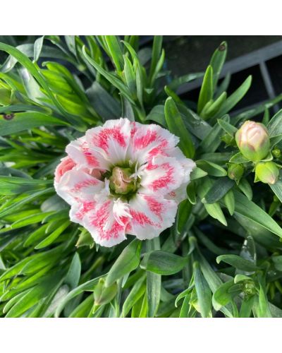 Œillet Dianthus Vivace Sissy - Mauve